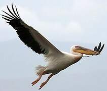 Great White Pelican