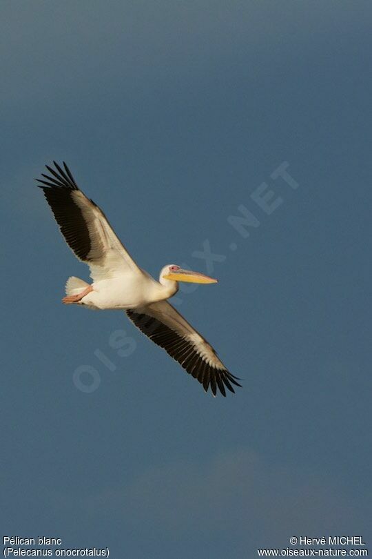 Great White Pelican