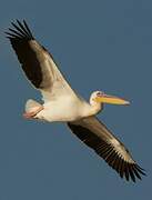 Great White Pelican