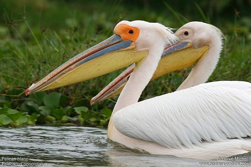 Great White Pelicanadult breeding