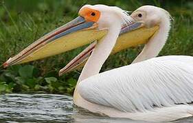 Great White Pelican