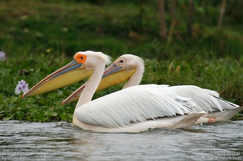 Great White Pelicanadult breeding