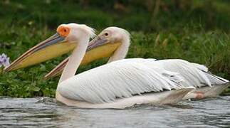 Great White Pelican