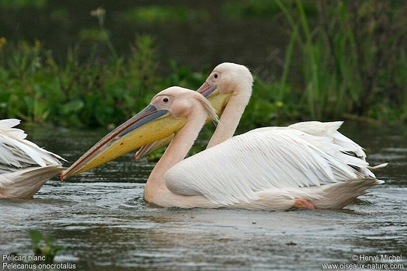 Great White Pelicanadult post breeding