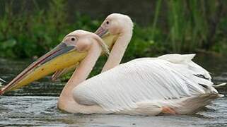 Great White Pelican