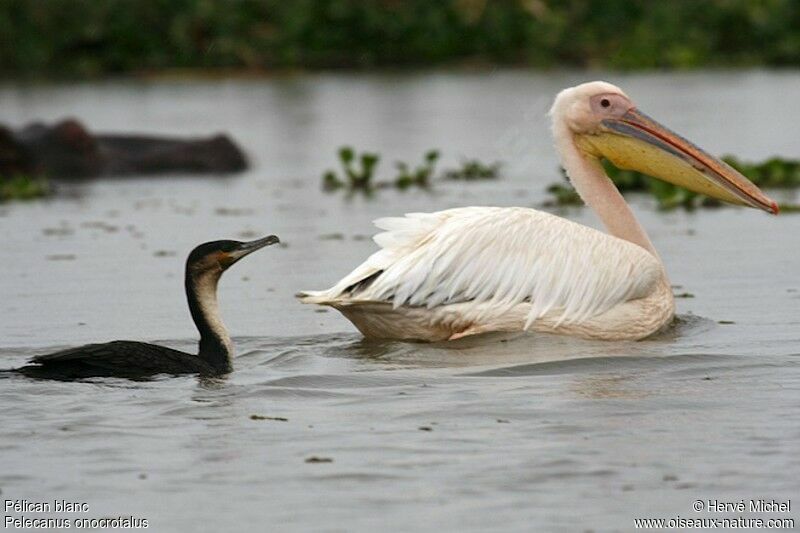 Great White Pelican