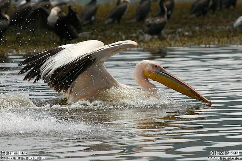 Great White Pelican