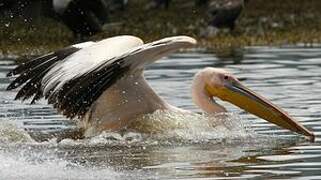 Great White Pelican