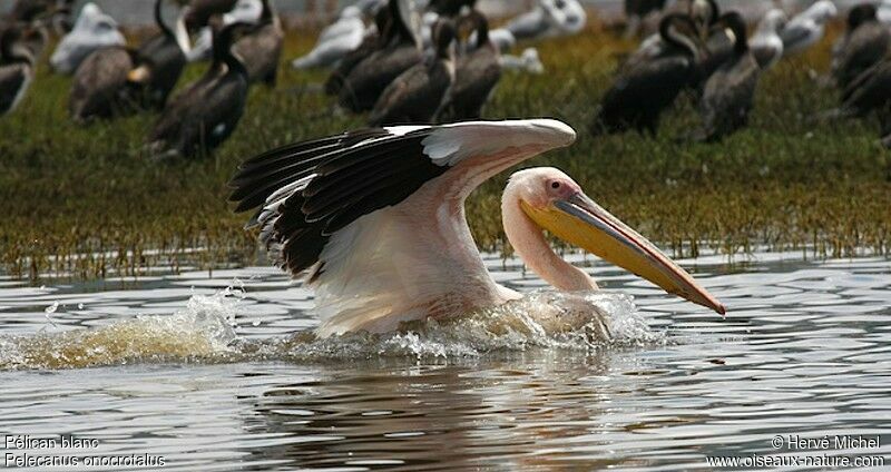 Great White Pelicanadult post breeding