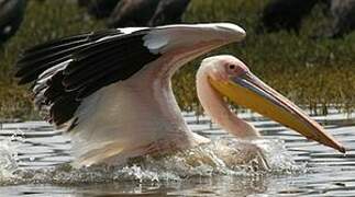 Great White Pelican