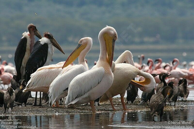 Great White Pelican