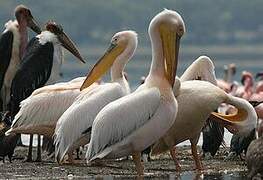 Great White Pelican