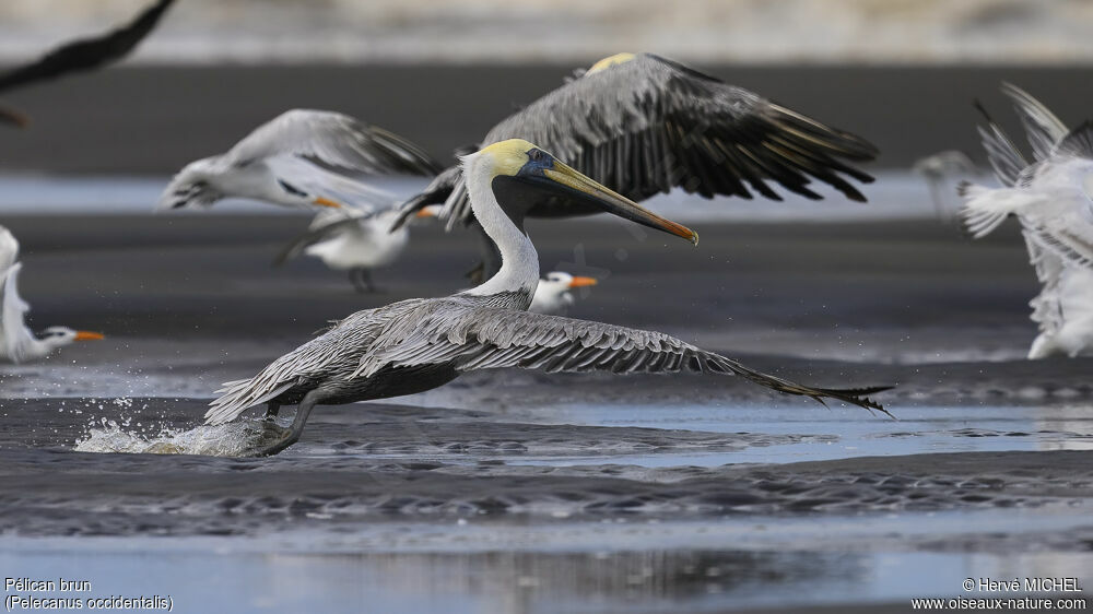 Brown Pelicanadult