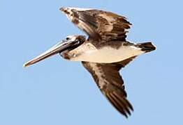 Brown Pelican