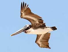 Brown Pelican