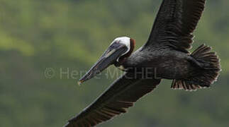 Brown Pelican