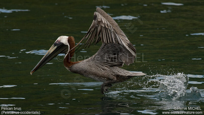 Brown Pelicanadult