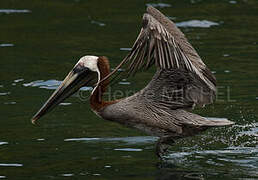 Brown Pelican