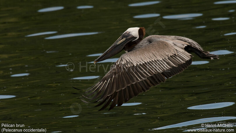 Brown Pelicanadult