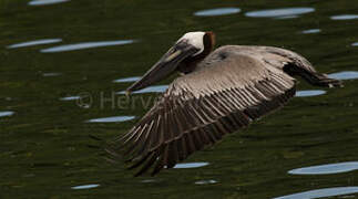 Brown Pelican