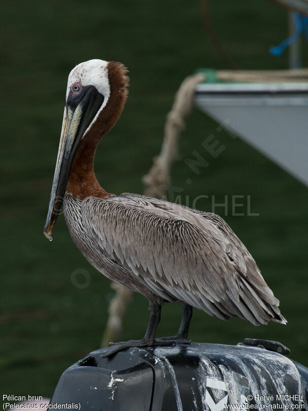 Brown Pelicanadult