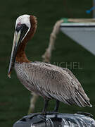 Brown Pelican