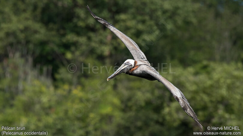 Brown Pelicanadult