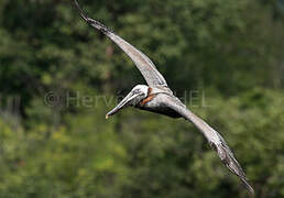 Brown Pelican