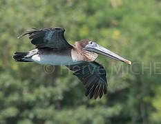 Brown Pelican