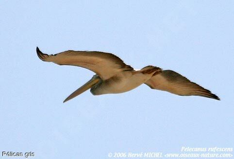 Pink-backed Pelican