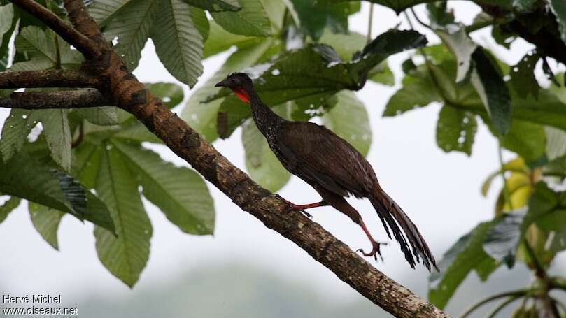 Cauca Guanadult, walking