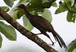 Cauca Guan