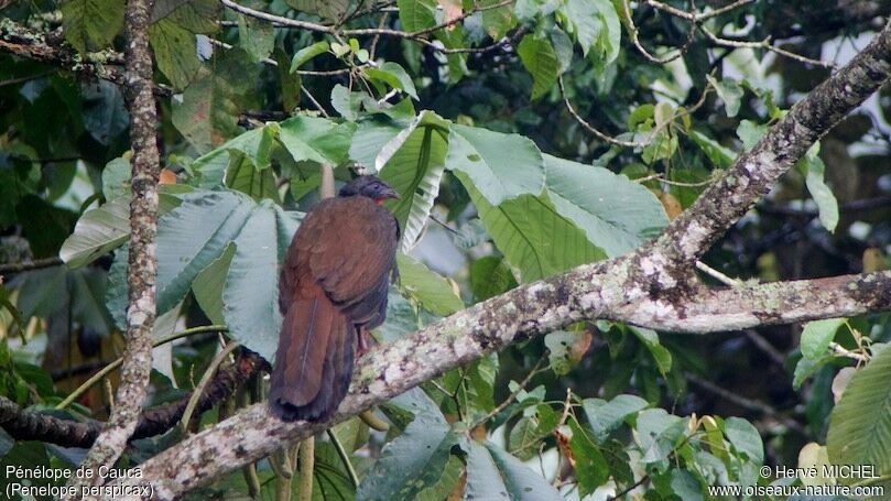 Cauca Guan