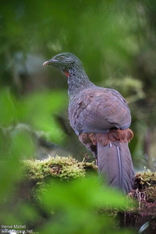 Andean Guanadult, pigmentation