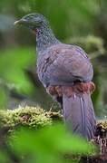 Andean Guan