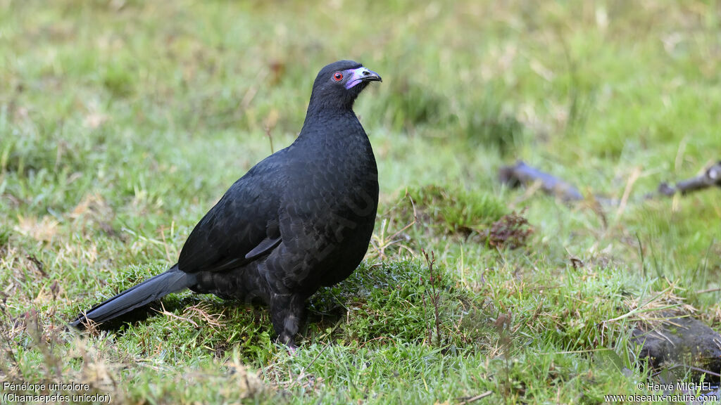 Black Guanadult