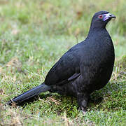 Black Guan