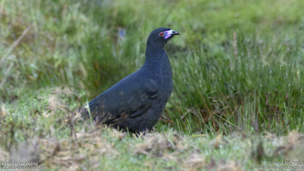 Black Guan