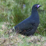 Black Guan