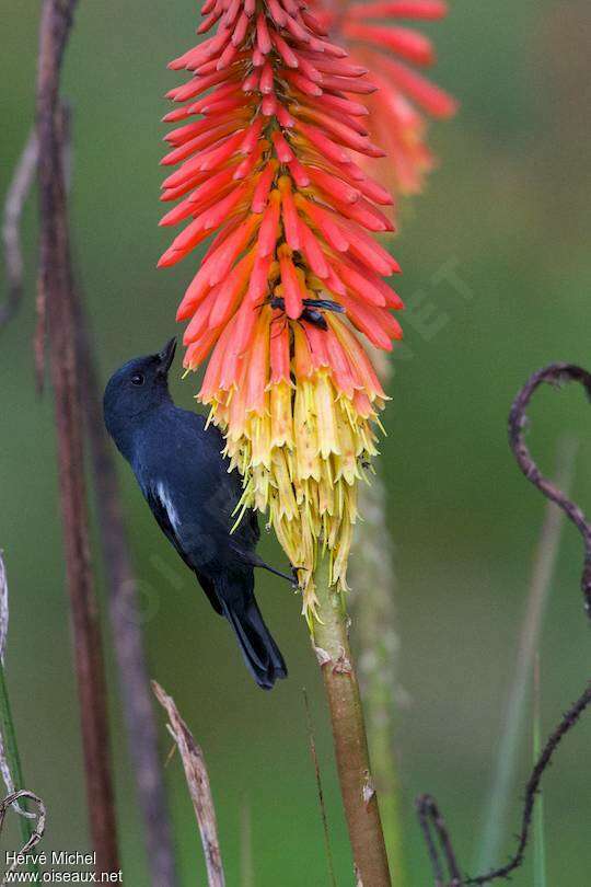 White-sided Flowerpiercer male adult, eats