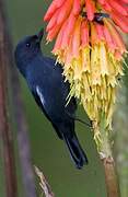 White-sided Flowerpiercer