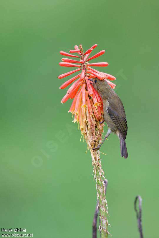 White-sided Flowerpiercer female adult, eats