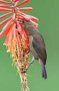 White-sided Flowerpiercer