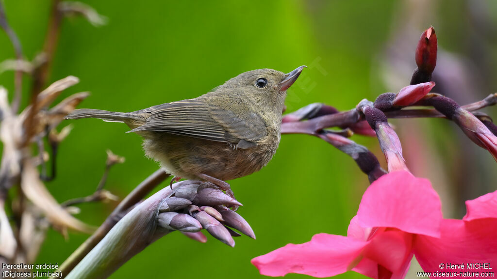 Slaty Flowerpiercer female