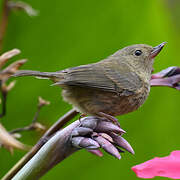 Slaty Flowerpiercer