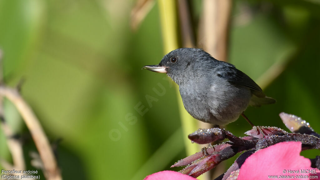 Slaty Flowerpiercer male