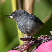 Slaty Flowerpiercer