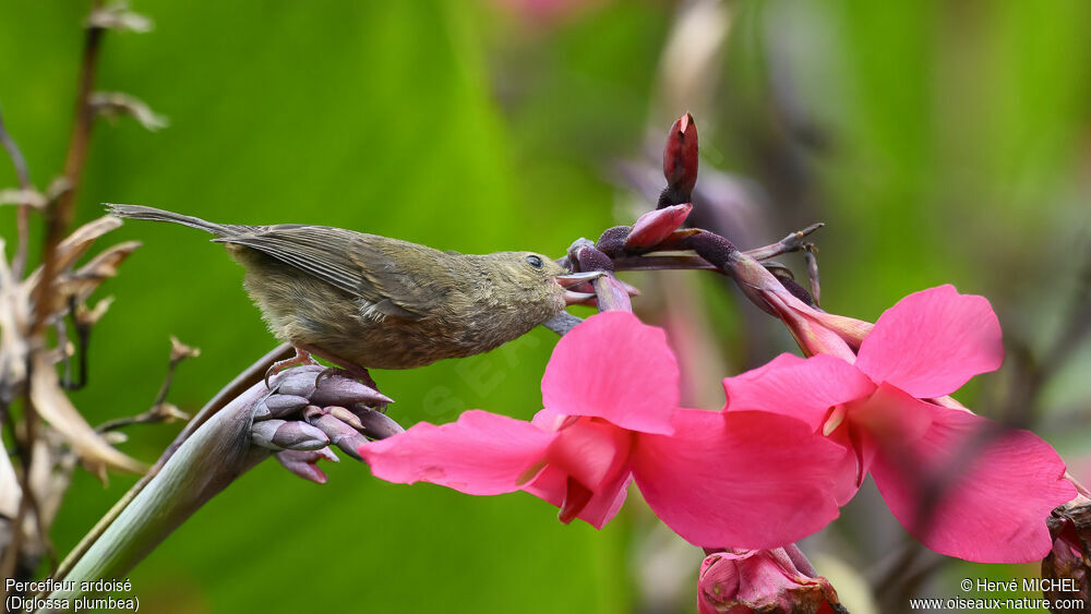 Slaty Flowerpiercer