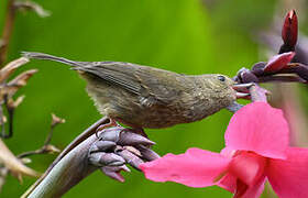 Slaty Flowerpiercer