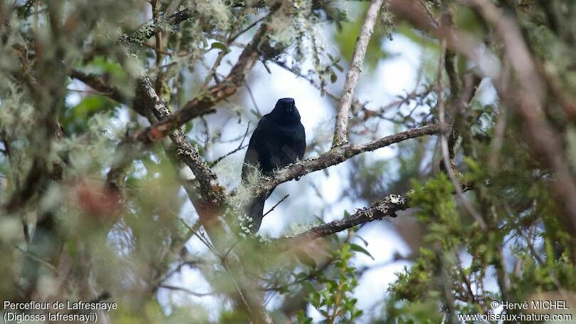 Glossy Flowerpiercer